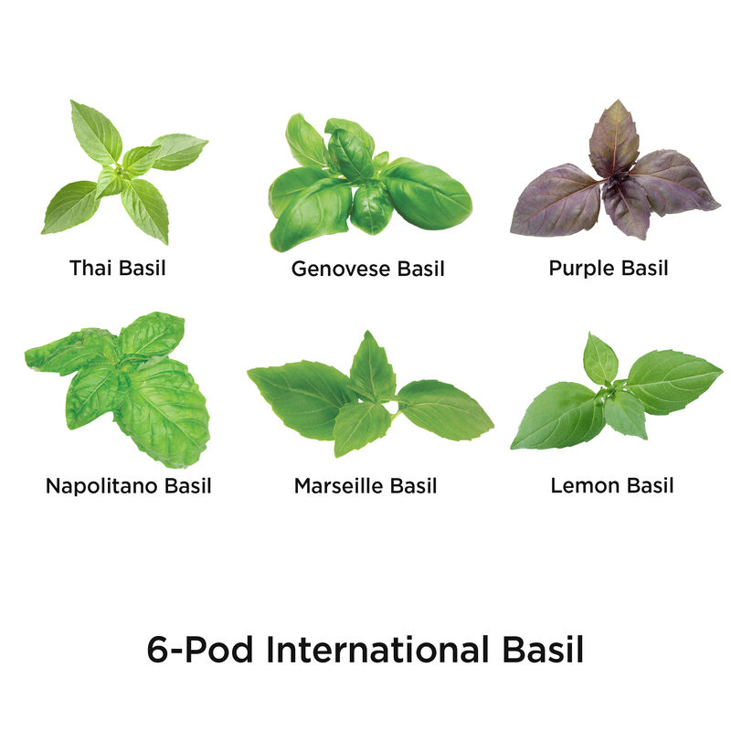 International Basil Seed Pod Kit image number null